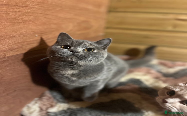 British Shorthair cats - Advert 6