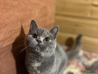 British Shorthair cats Gccf female British Shorthair - Advert 9