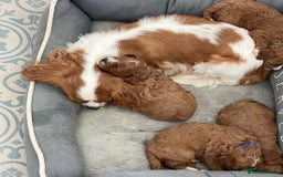 Cavapoo dogs for sale: Beautiful Cavapoo puppies! - Image 23