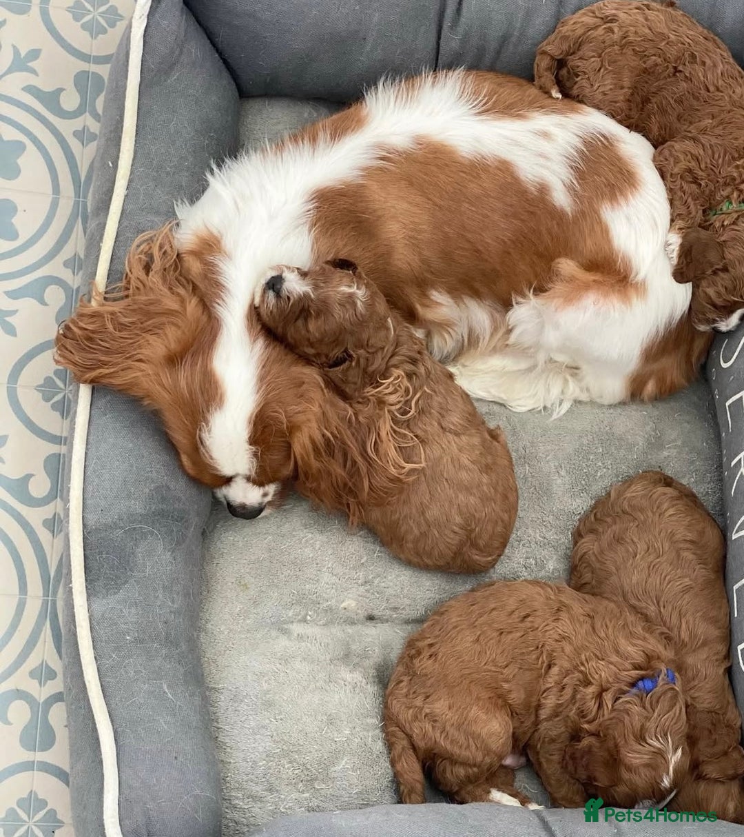 Cavapoo dogs for sale: Beautiful Cavapoo puppies! - Image 23