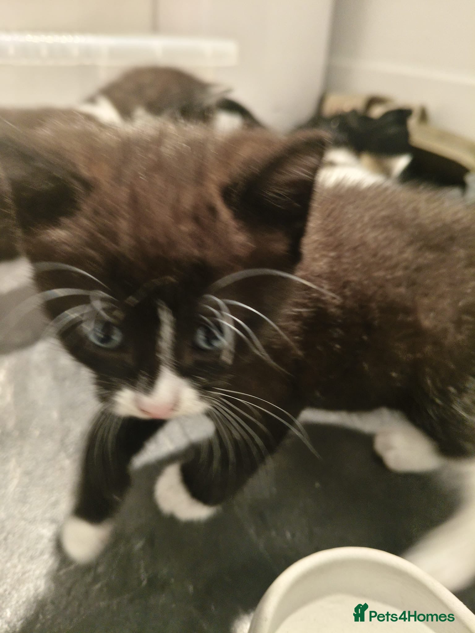 Mixed Breed cats for sale: Gorgeous Tabby Kittens - 3 Left - Advert 12