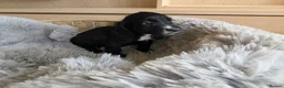 Cocker Spaniel dogs for sale: Working Type Cocker Spaniels - Advert 16