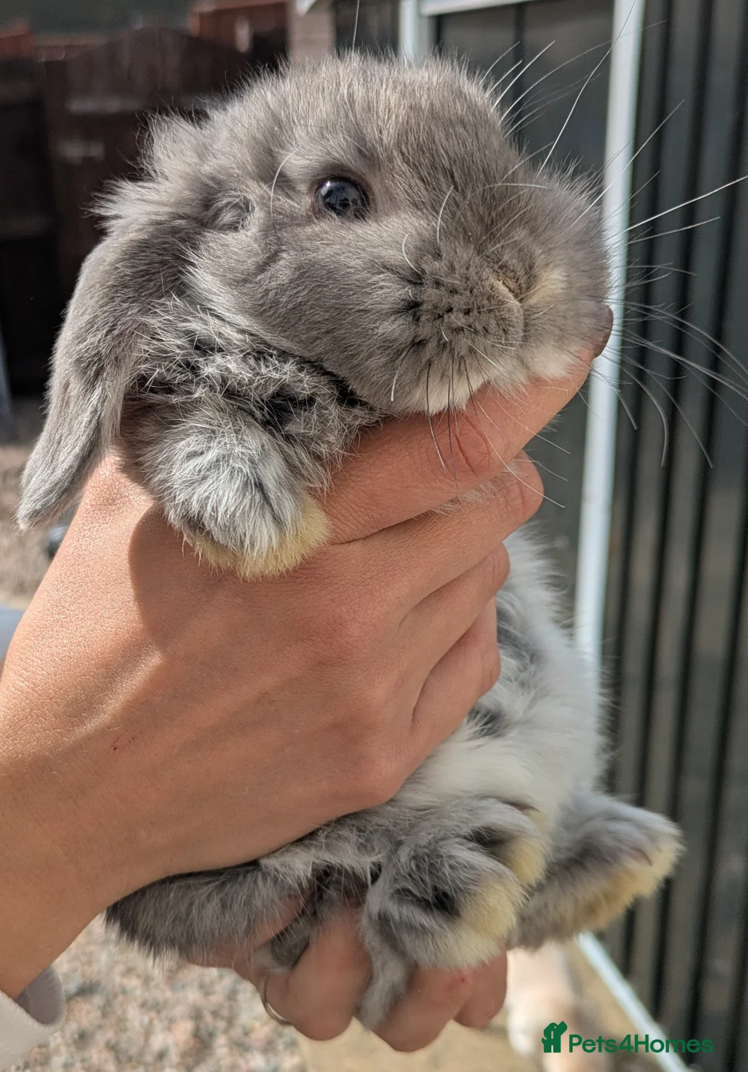 Dwarf Lop rabbits for sale: Female Holland lop ready now - Advert 2