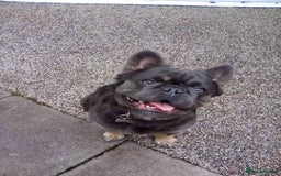 French Bulldog dogs for sale: Fluffy french bulldog - Image 3