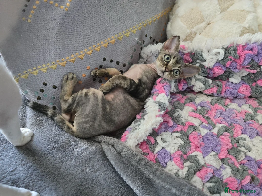 Devon Rex cats for sale: Super loving Devon Rex - Advert 9