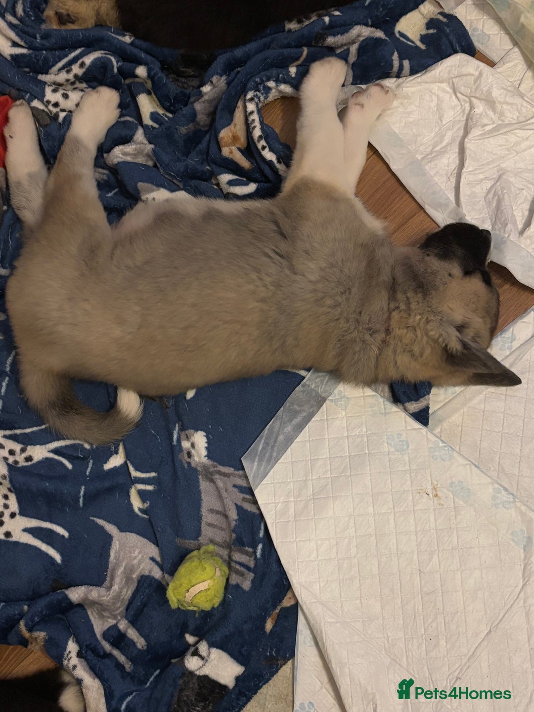 Akita dogs for sale:  ⭐ READY NOW adorable chunky A/AKITAS - Image 23