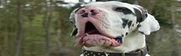 Great Dane dogs for stud: Great Dane for Stud in Bathgate - Advert 8