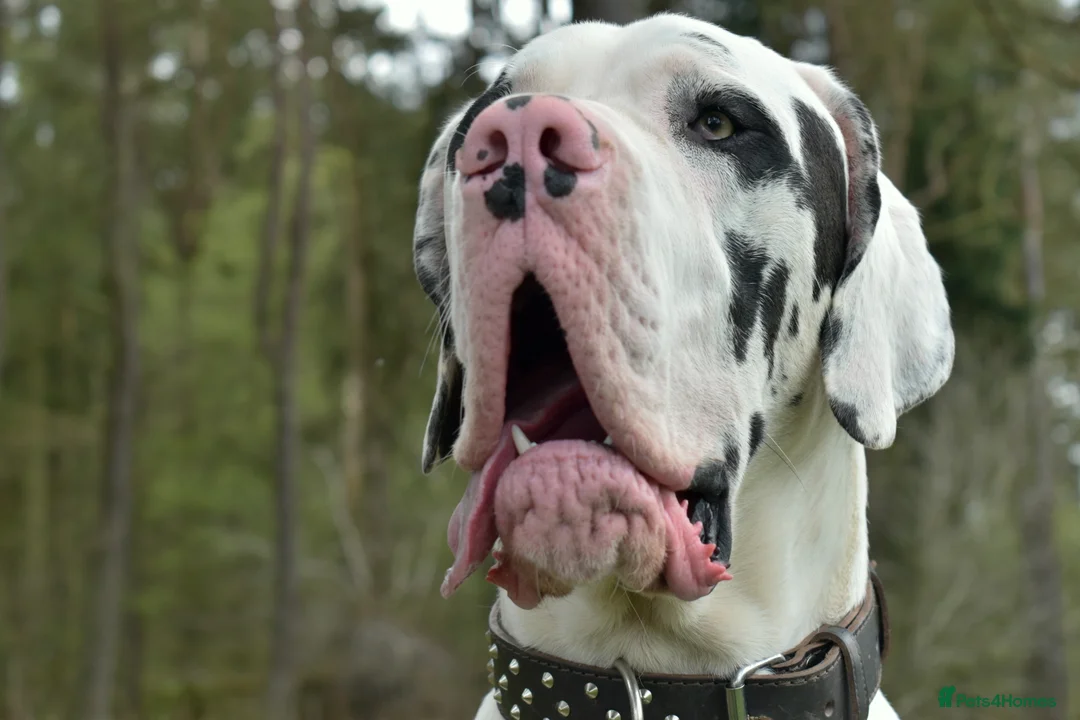 Great Dane dogs for stud: Great Dane for Stud in Bathgate - Advert 8