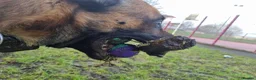 Mixed Breed dogs for sale: blaze - Advert 6