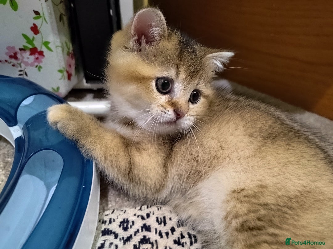 Scottish Fold cats for sale: Scottish Kittens 💜 - Image 29