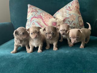 Chihuahua dogs Beautiful chihuahua puppies - Advert 1