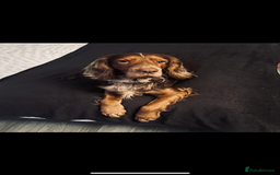 Cocker Spaniel dogs for stud: Studd - Image 2