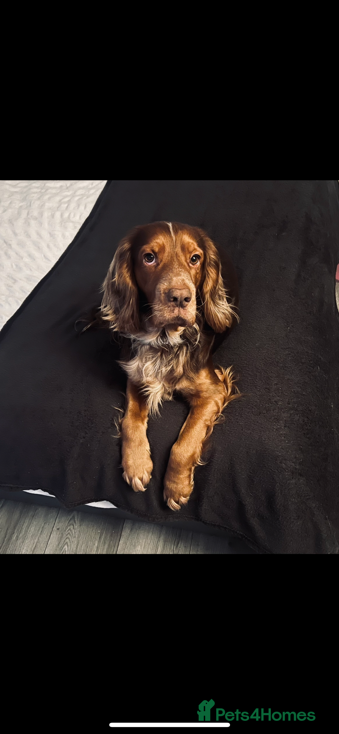 Cocker Spaniel dogs for stud: Studd - Image 2