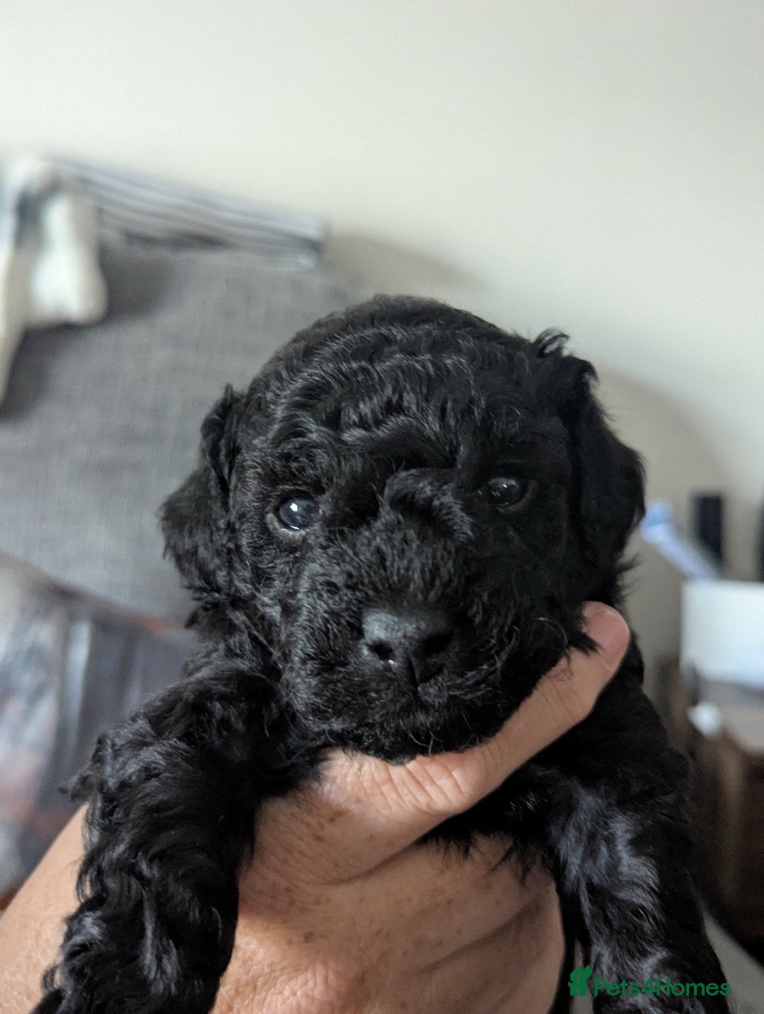 Mixed Breed dogs for sale: Cotonoodle pups  - Image 7