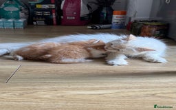 Persian cats for sale: Half Persian 2 Boys  - Image 17