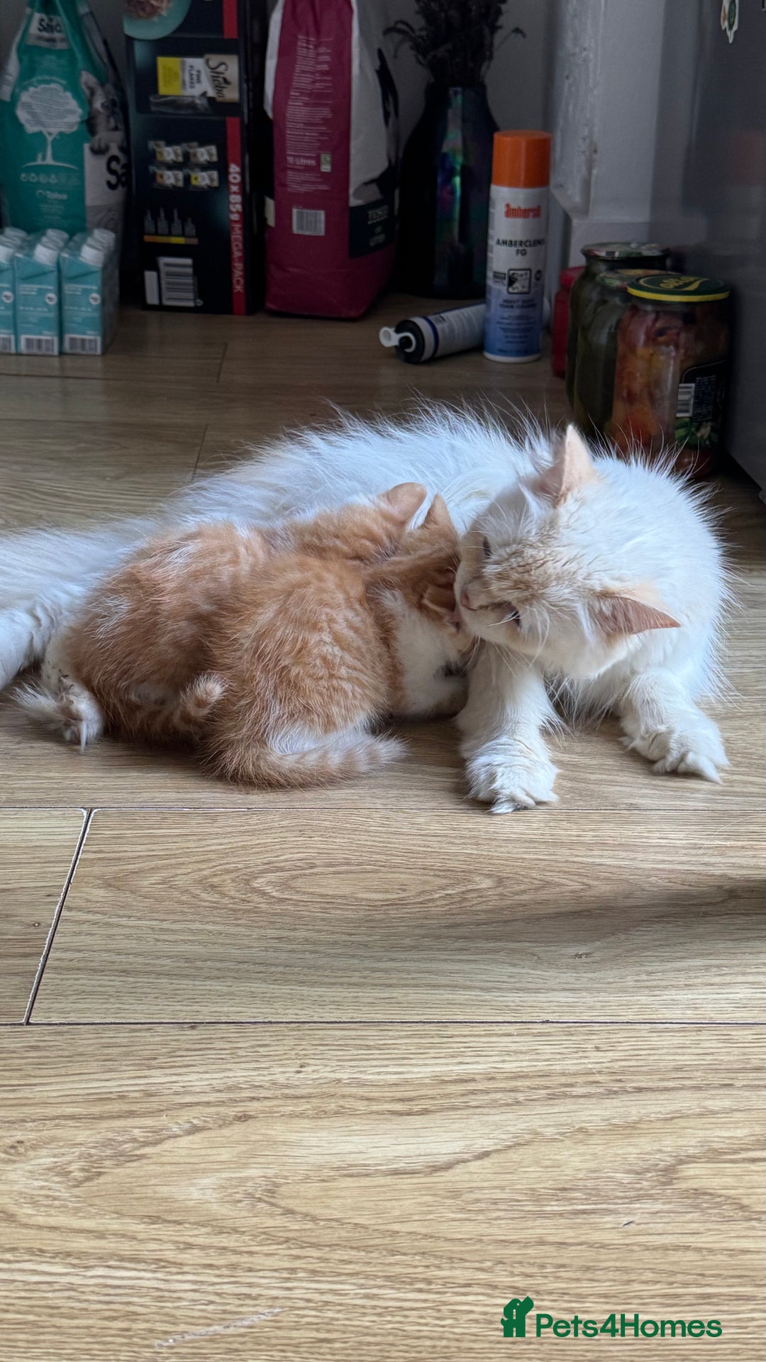 Persian cats for sale: Half Persian 2 Boys  - Image 17