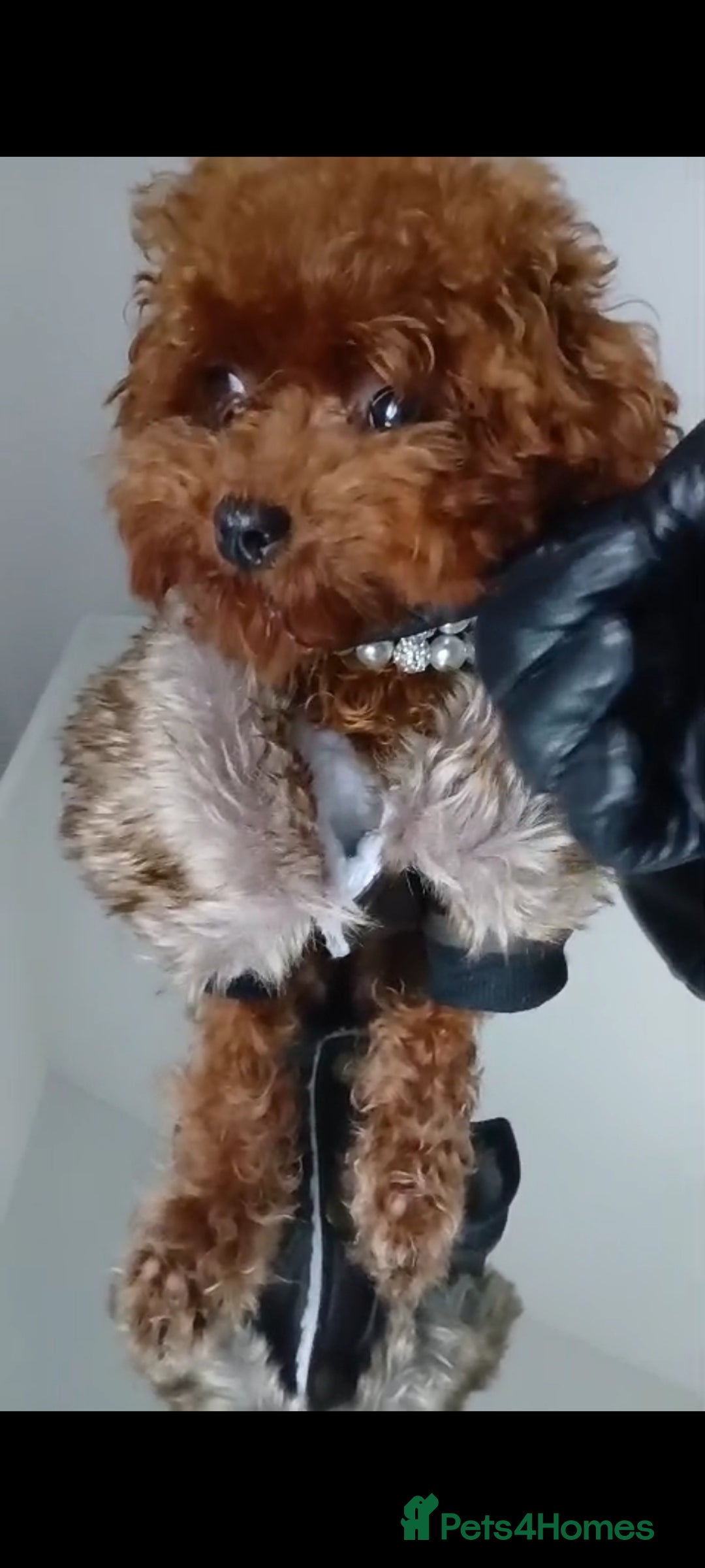 Poodle dogs for stud: Asian Korean miniature Poodle stud  - Advert 2