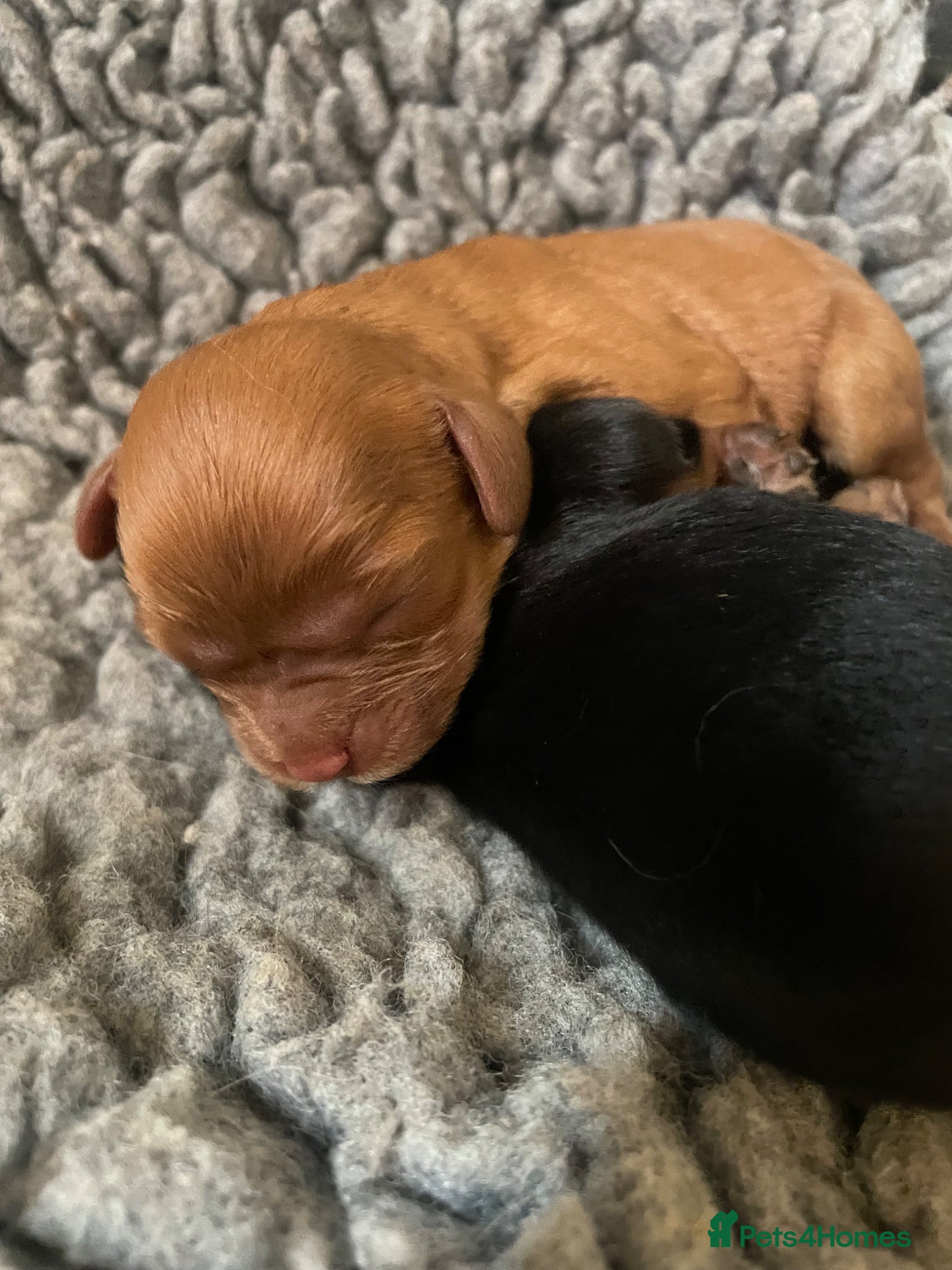 Cavalier King Charles Spaniel dogs for sale: King Charles cavalier babies  - Advert 7