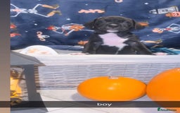 Mixed Breed dogs for sale: 8 beautiful pups for sale  - Image 12