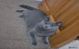 British Shorthair cats for sale: British short hair - Image 2