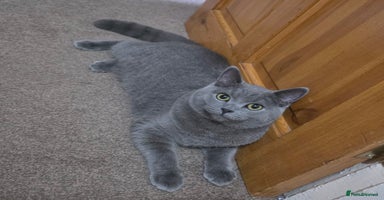 British Shorthair cats - Advert 15