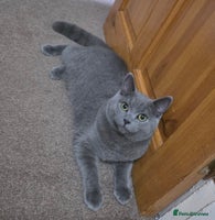 British Shorthair cats - Advert 15