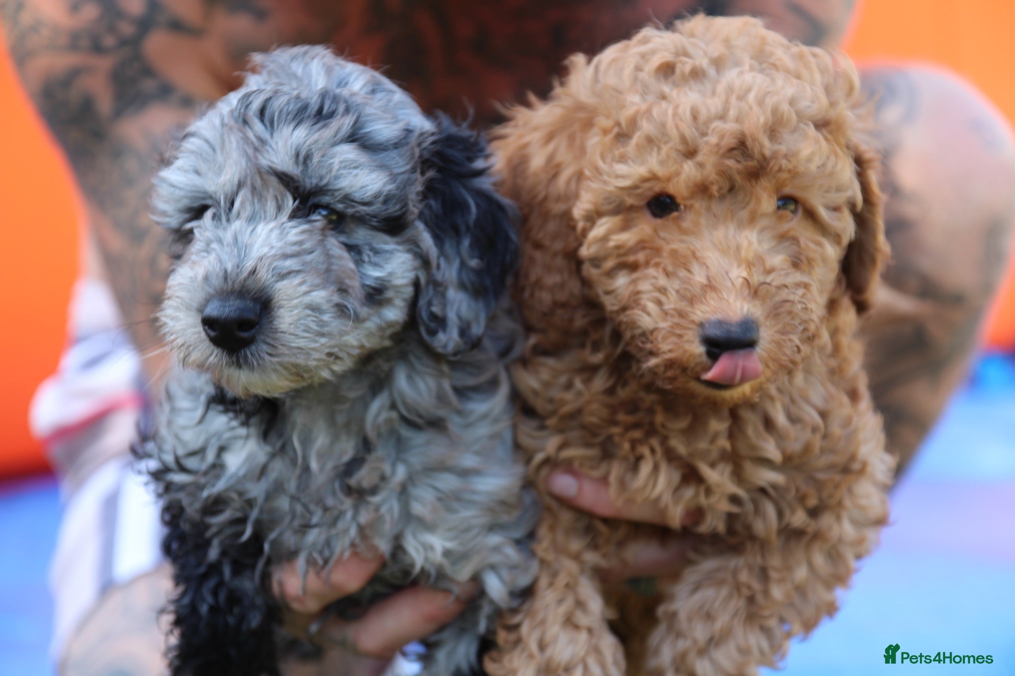 Cockapoo dogs F1b cockapoo babies ready now  - Advert 18