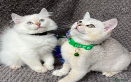 British Shorthair cats for sale: TICA registered British Shorthair kittens - Image 2