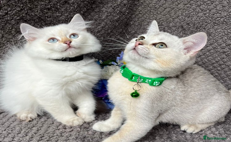 British Shorthair cats - Advert 1