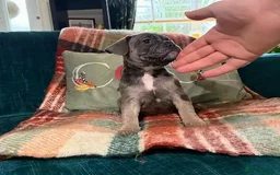 French Bulldog dogs for sale: 2 Female / 2 Male French Bulldog puppies for sale - Image 1