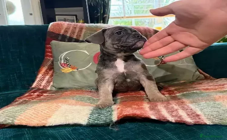 French Bulldog dogs - Advert 10