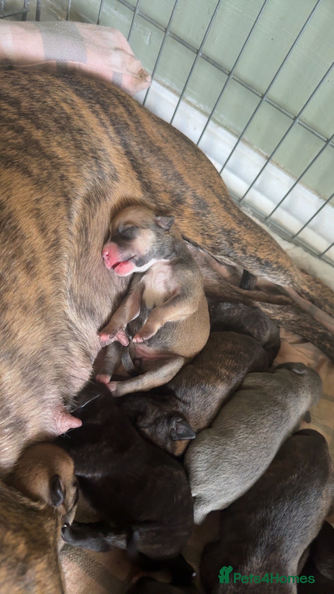 Mixed Breed dogs for sale: Staffy cross pups - Image 9