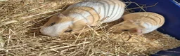Guinea Pig rodents for sale: Gorgeous Dad & son - Advert 1