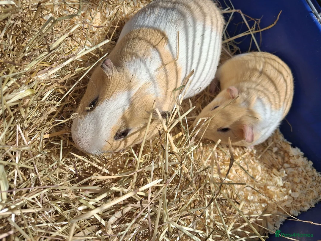 Guinea Pig rodents for sale: Gorgeous Dad & son - Advert 1
