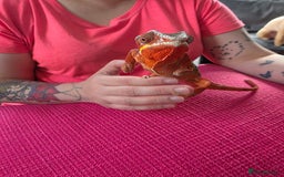 Chameleon reptiles for sale: Ambilobe panther chameleon and viv - Image 5