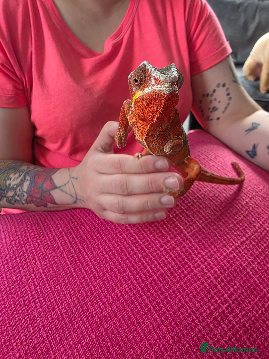 Chameleon reptiles for sale: Ambilobe panther chameleon and viv - Image 5