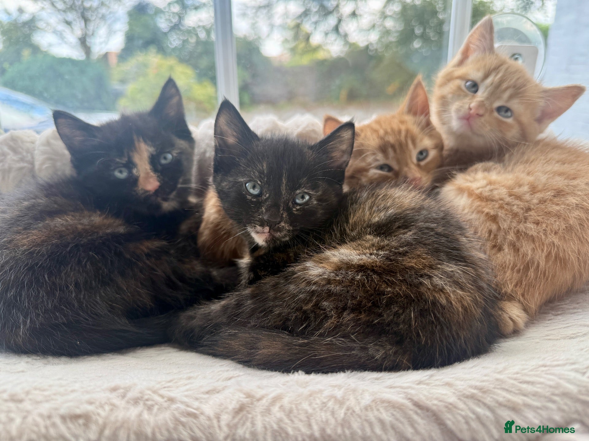 Mixed Breed cats 4 beautiful kittens - Advert 2