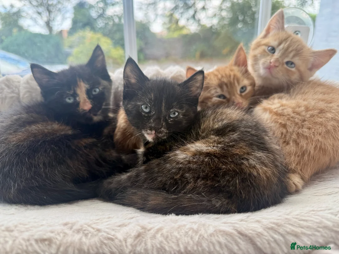 Mixed Breed cats for sale: 4 beautiful kittens in Stafford - Advert 1