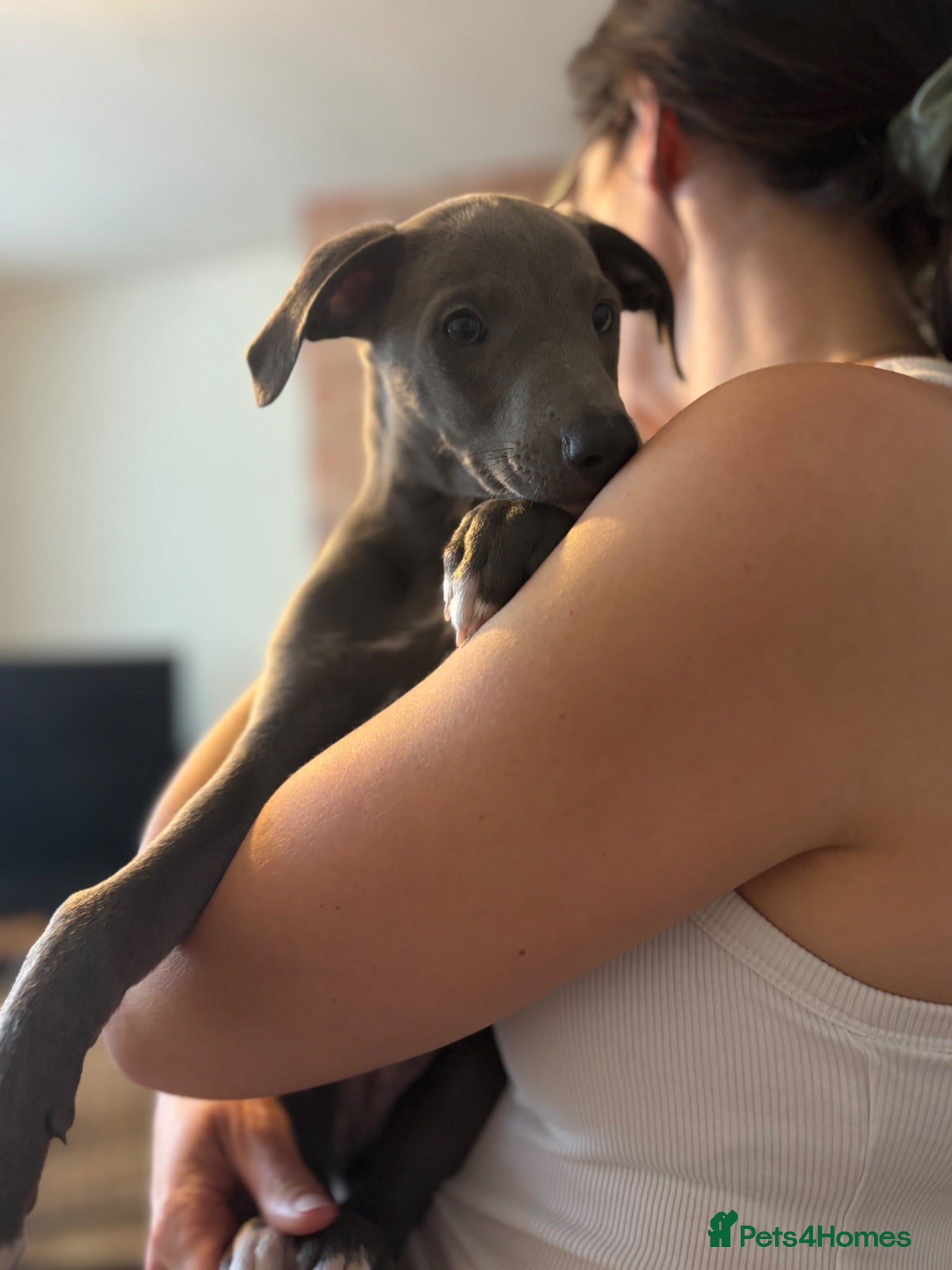 Whippet dogs KC registered Whippets health tested parents - Advert 2