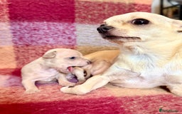 Chihuahua dogs for sale: Beautiful Chihuahua Boys - Image 10
