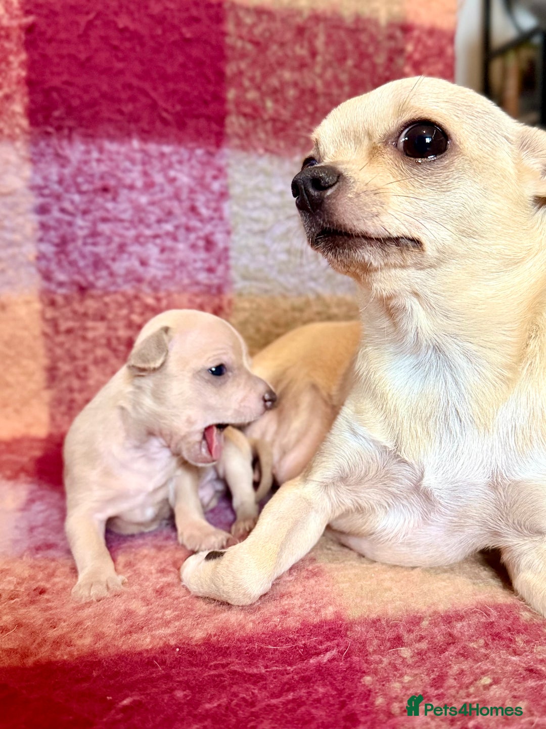 Chihuahua dogs for sale: Beautiful Chihuahua Boys - Image 10