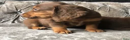 Miniature Dachshund dogs for sale: Miniature long haired dachshund READY NOW - Advert 20