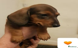 Dachshund dogs for sale: READY NOW Dachshund Puppies - Image 26