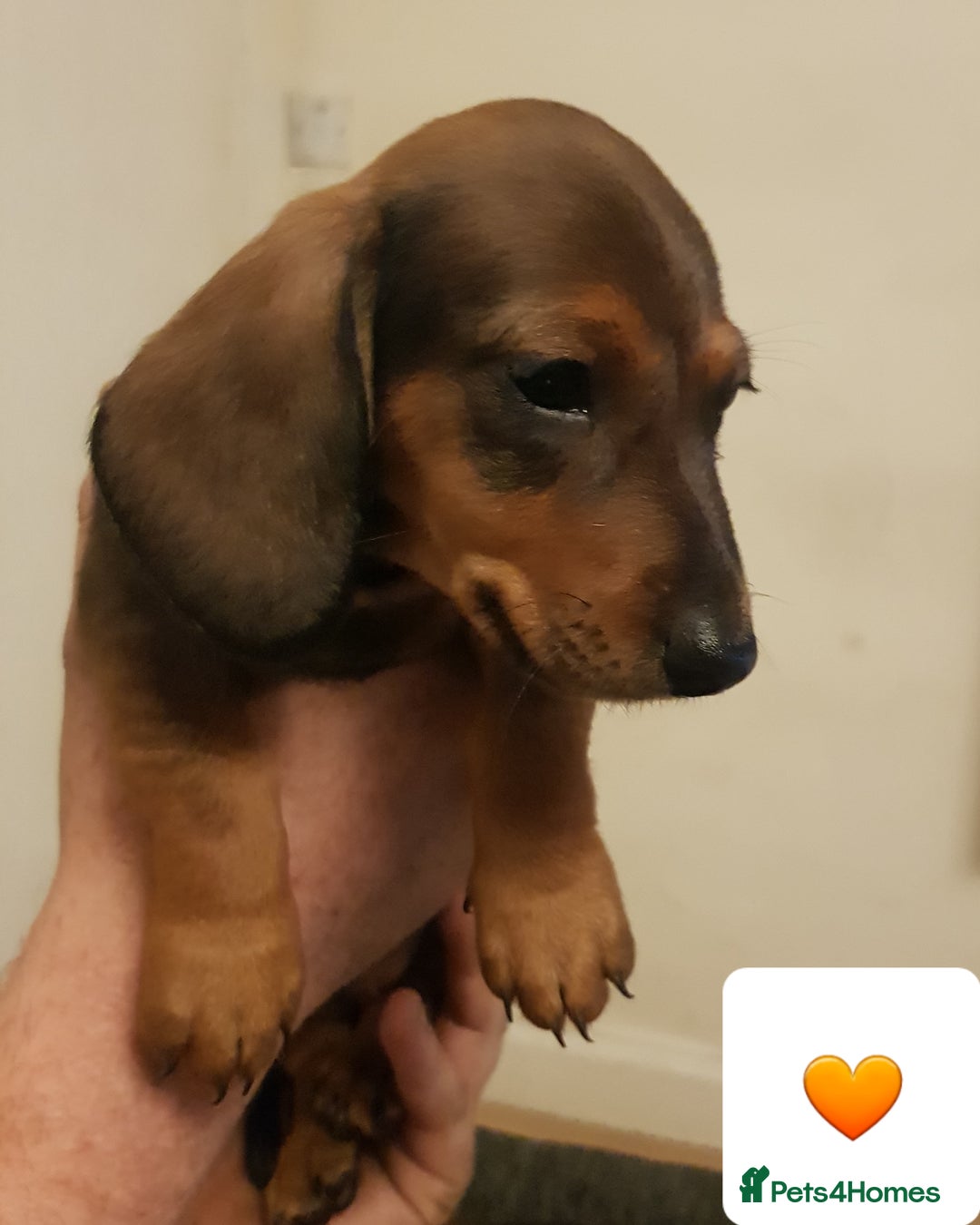 Dachshund dogs for sale: READY NOW Dachshund Puppies - Image 26