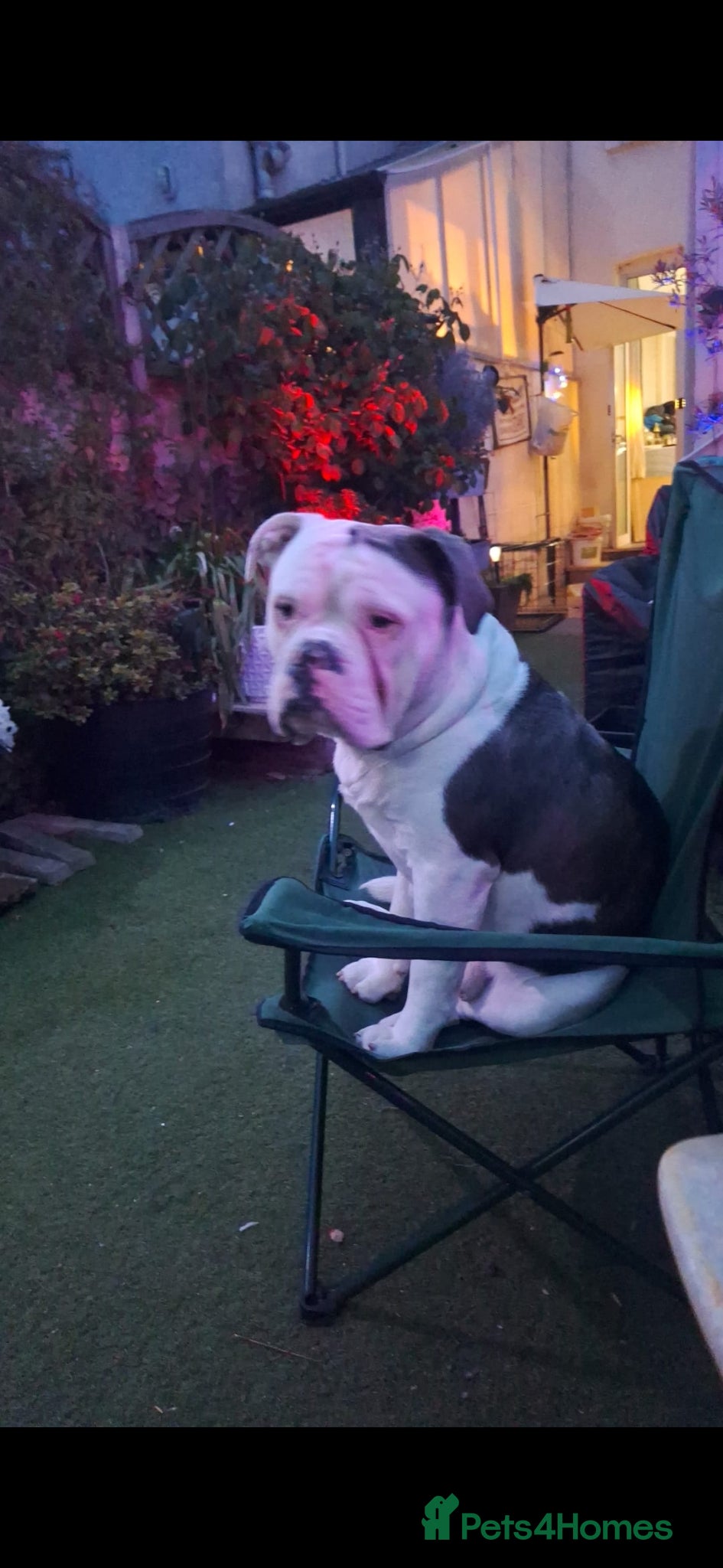 Dorset Olde Tyme Bulldogge dogs Olde Tyme Bulldog  - Advert 1