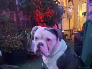 Dorset Olde Tyme Bulldogge dogs Olde Tyme Bulldog - Advert 1