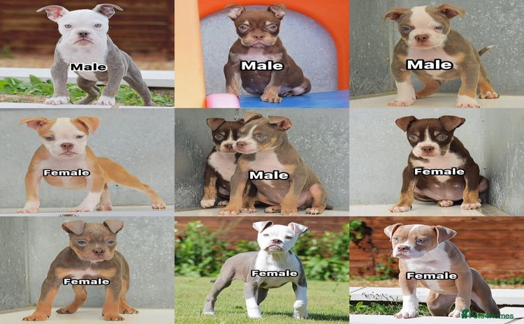 Old Tyme Bulldog dogs - Advert 1
