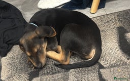 Mixed Breed dogs for sale: German shepherd x Labrador - Image 1