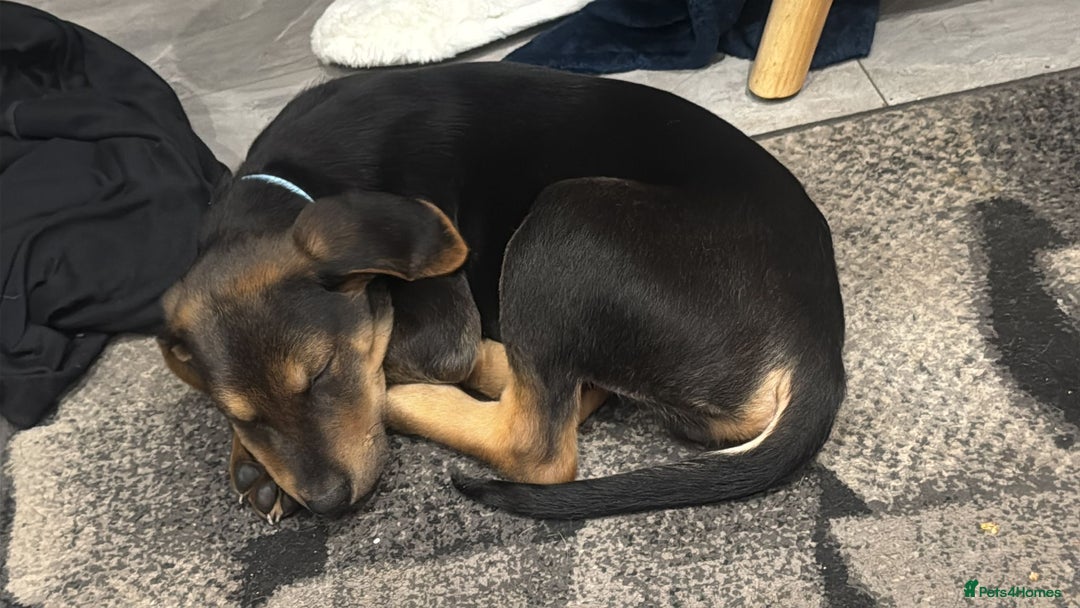 Mixed Breed dogs for sale: German shepherd x Labrador - Image 1