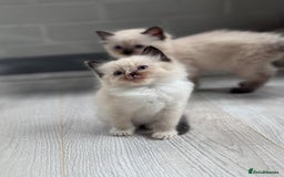 Ragdoll cats for sale: Mitted & Blue Point Kittens🦋 - Image 1